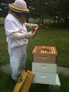 Steve's reverie,  beekeeping!   The start of our journey learning about the amazing treasures from the honey bee!