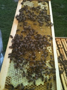 Honey in the corners, brood in the middle - perfect!