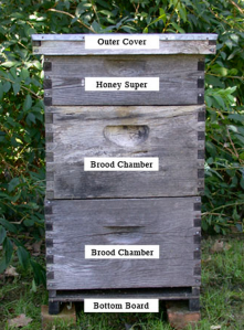 How a Hive is set up in the spring